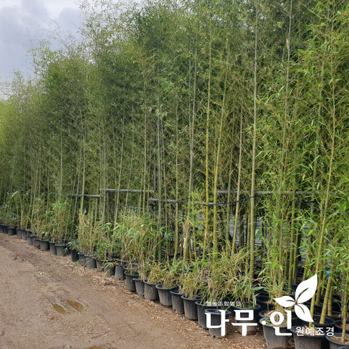 [나무인] 청대나무 청죽 화분 키2~5m 차량배송