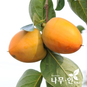 감나무 결실주(대봉/단감)