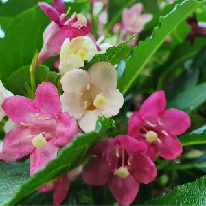 삼색병꽃나무 포트