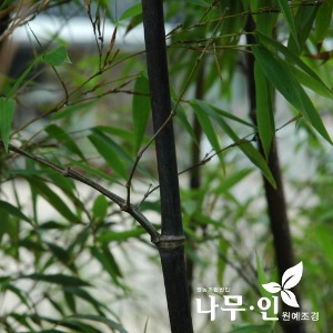 오죽 검은대나무 키1.2~3m