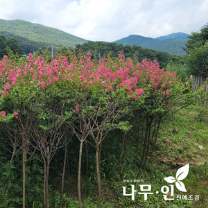 [나무인] 배롱나무 목백일홍 개화주 R3